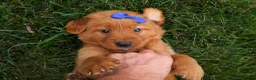 Golden Retriever dogs for sale: Quincy💙 - Ad 15