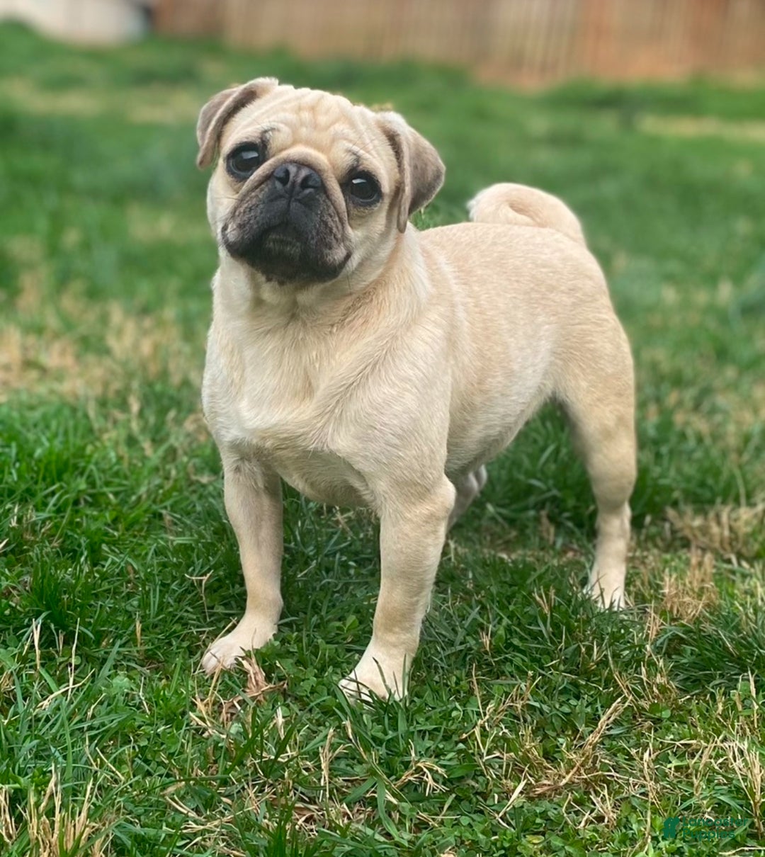 Pug dogs for sale: Coco  - Ad 4