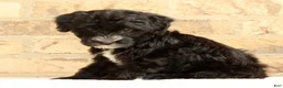 Yochon dogs for sale: Rover - Ad 8