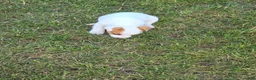 Jack Russell Terrier dogs for sale: Jack Russell Terrier Puppy 2 - Ad 11