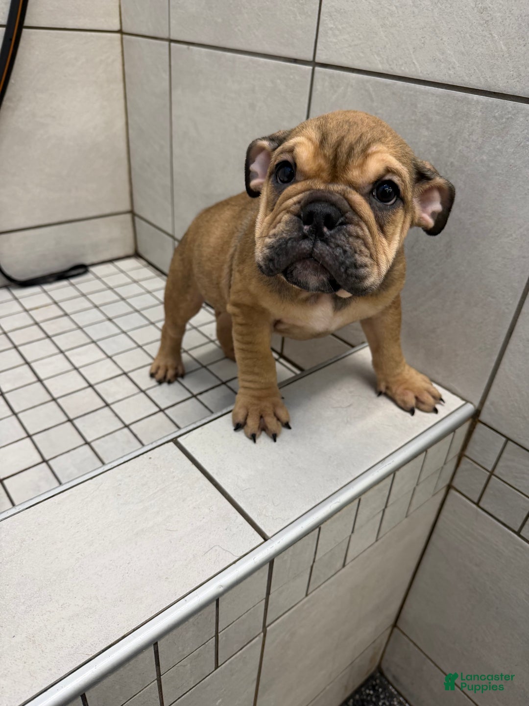 English Bulldog dogs for sale: Foxy - Ad 1