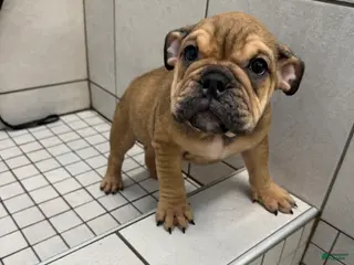 English Bulldog dogs Foxy - Ad 35