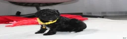 Yorkiepoo dogs for sale: Rocky - Ad 4