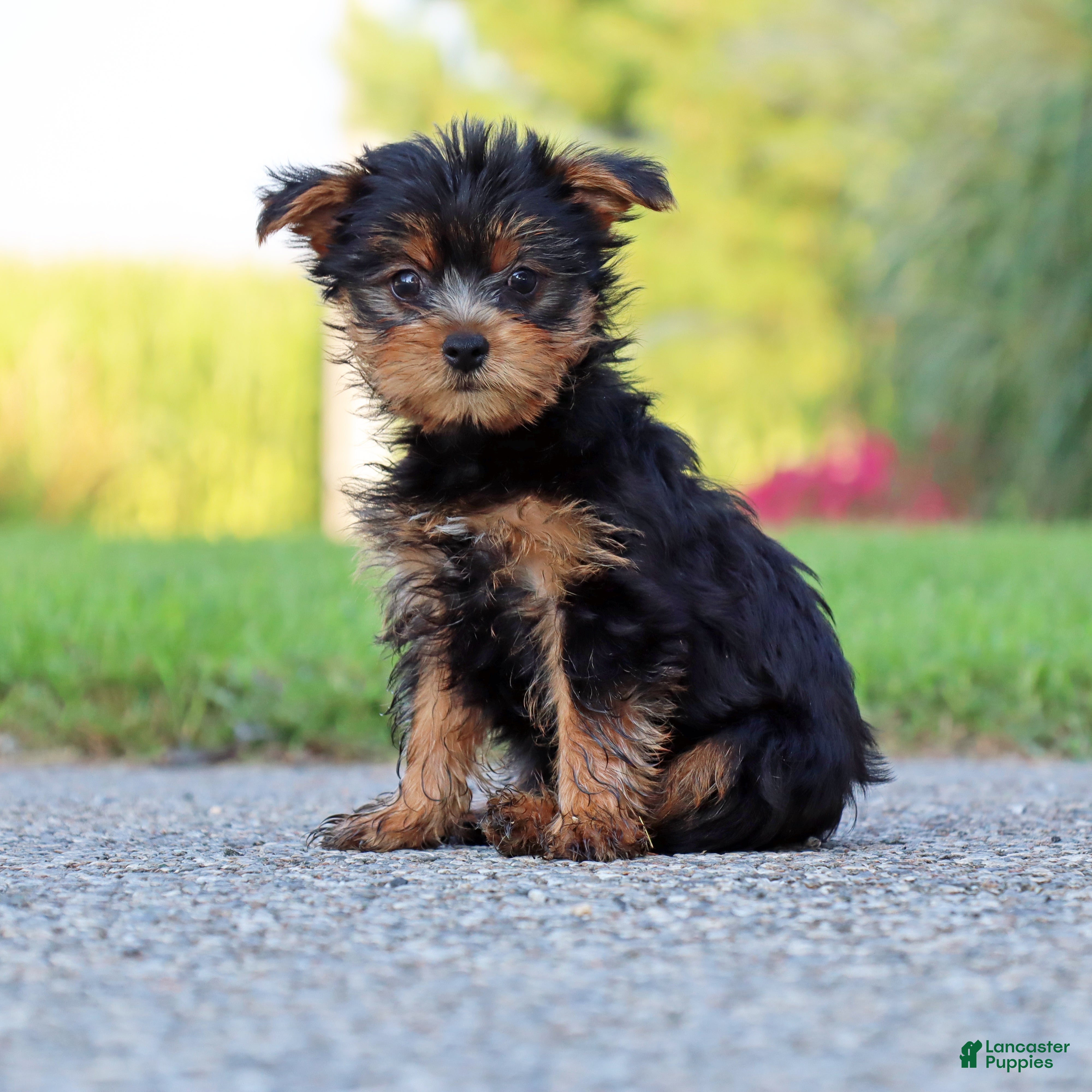 Yorkshire Terrier dogs Java - Ad 2
