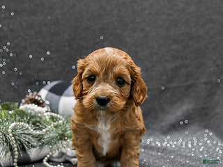 Cavapoo dogs Paisley - Ad 1