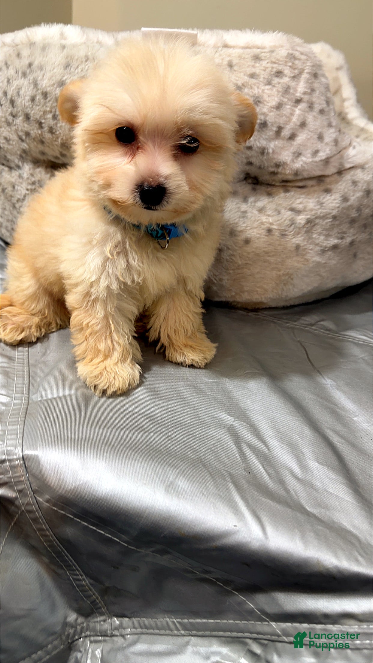 Maltipoo dogs Tiny Jinu - Ad 29