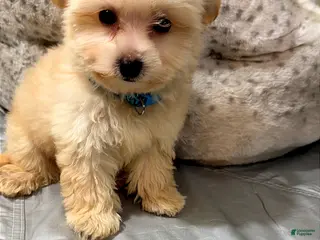 Maltipoo dogs Tiny Jinu - Ad 29