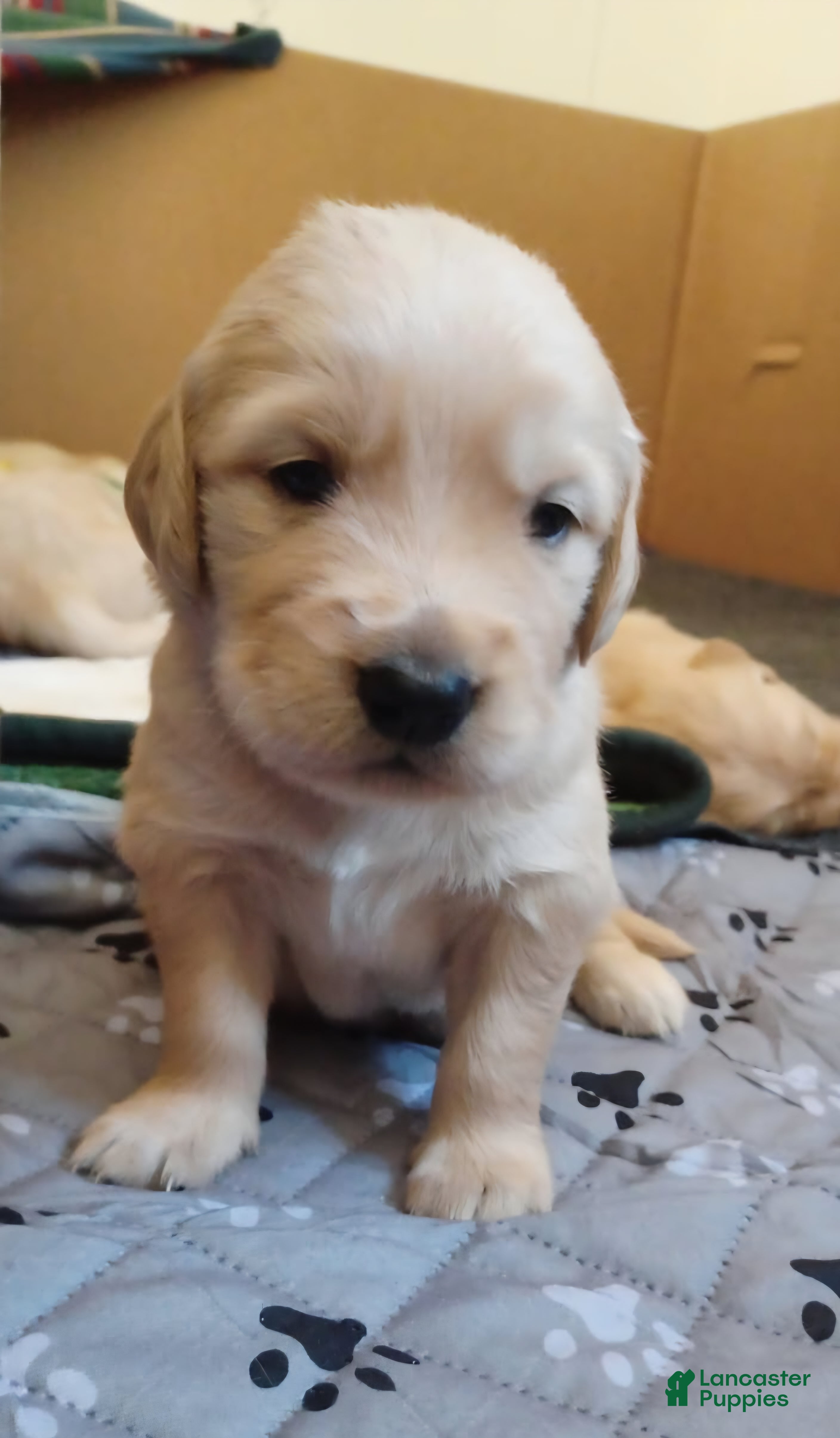 Golden Retriever dogs Golden Retriever Puppy Ms. Purple Lady - Ad 27
