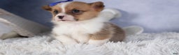 Welsh Corgi Pembroke dogs for sale: BO - Ad 17