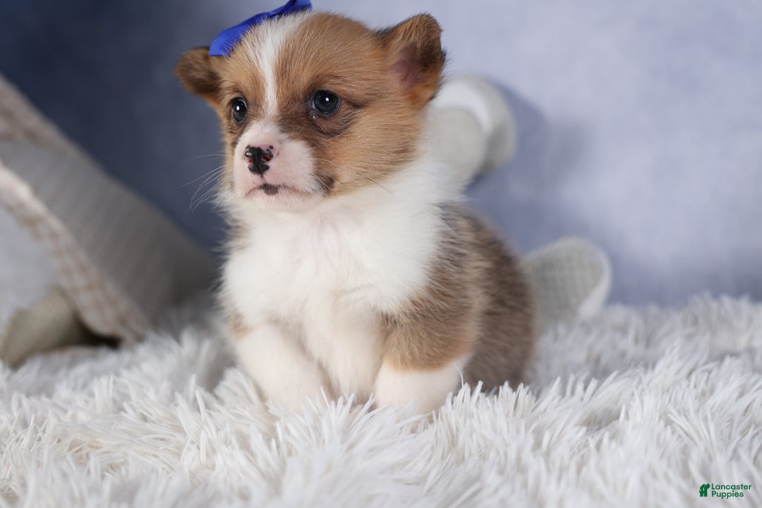 Welsh Corgi Pembroke dogs for sale: BO - Ad 17