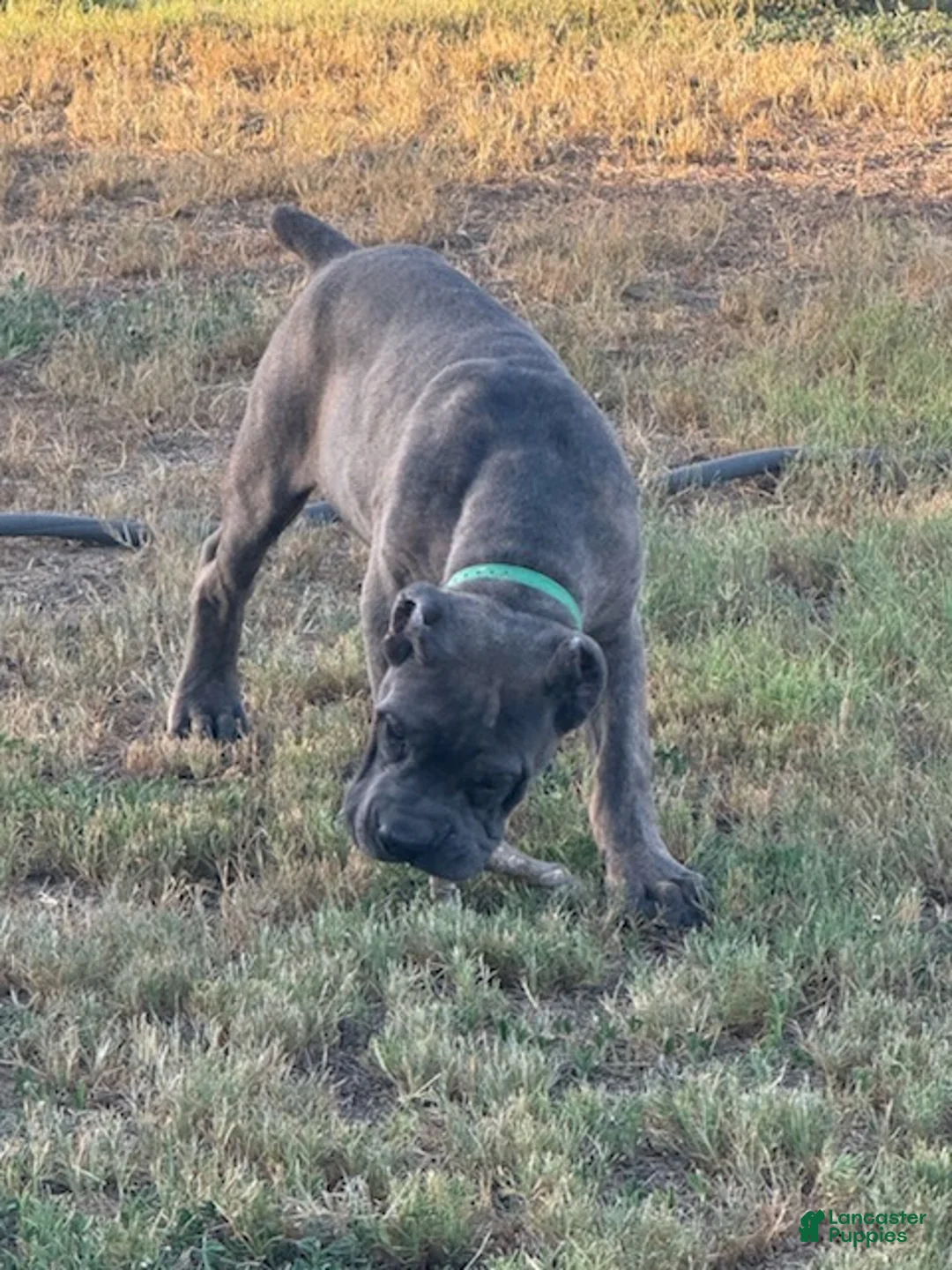 Cane Corso dogs for sale: Girl 4 - Ad 3