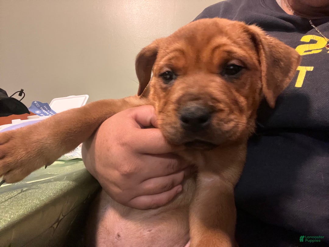 American Staffordshire Terrier dogs for sale: American Staffordshire Terrier Puppy  - Ad 3