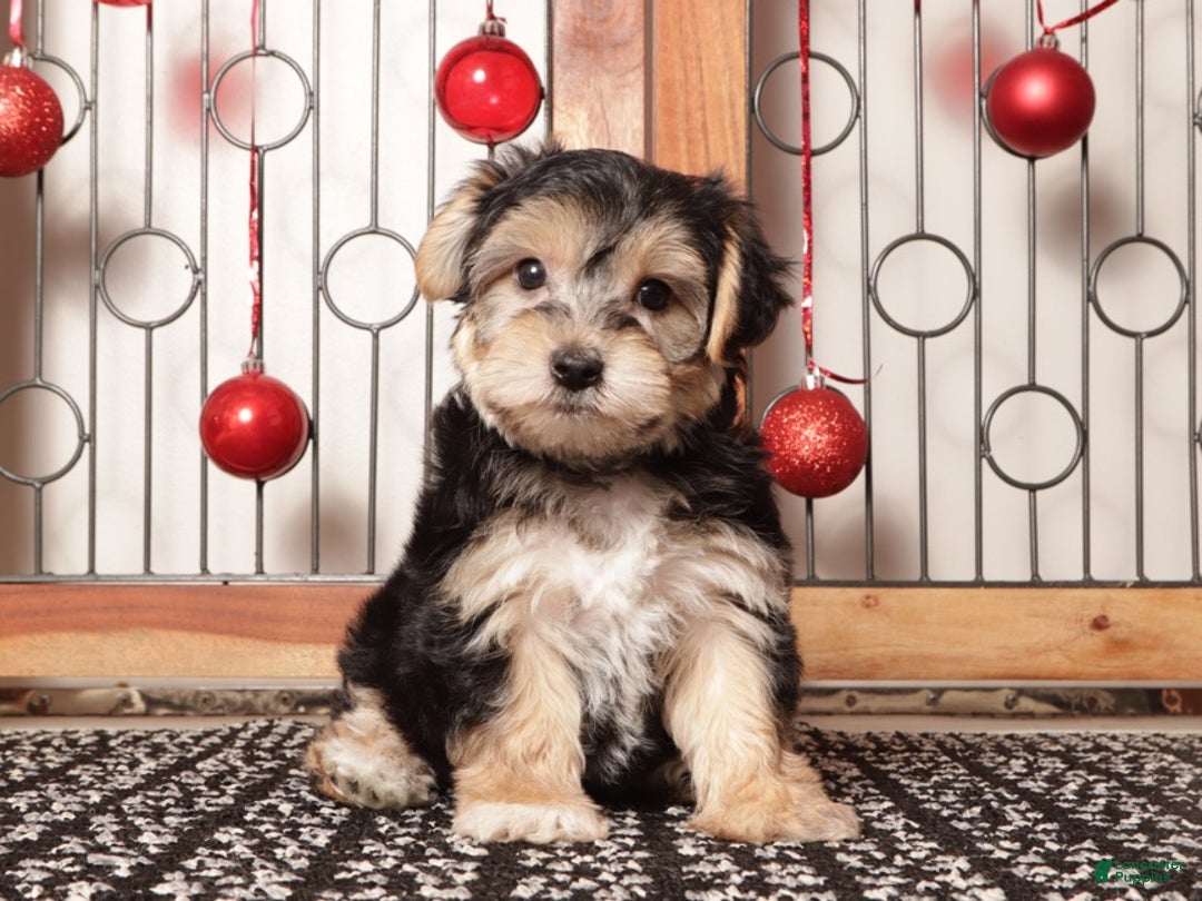 Yochon dogs for sale: Yogi - Ad 1