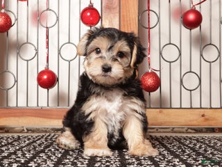 Yochon dogs Yogi - Ad 11