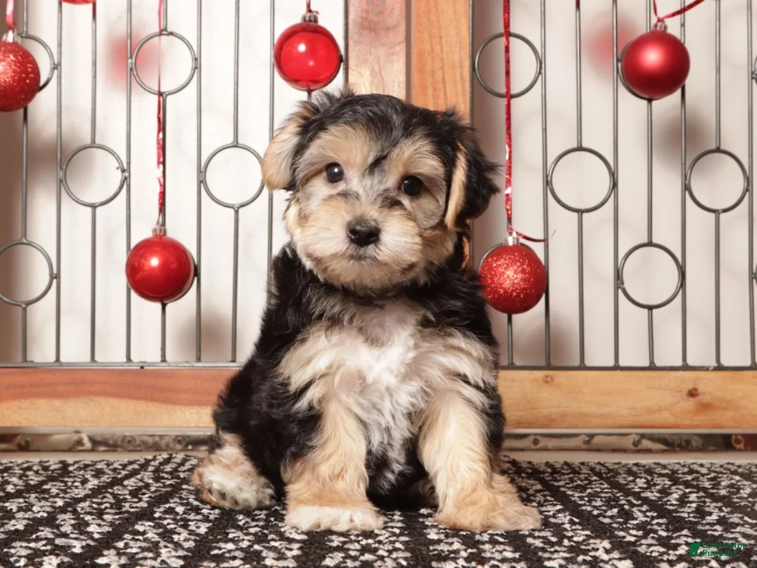 Yochon dogs for sale: Yogi - Ad 1