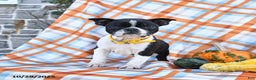 Boston Terrier dogs for sale: Pansy - Ad 2