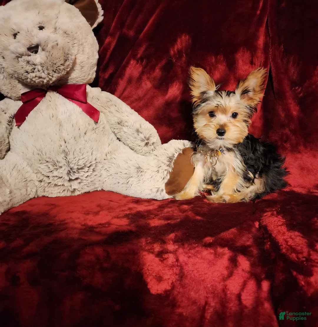 Yorkshire Terrier dogs for sale: TUCKER - Ad 2