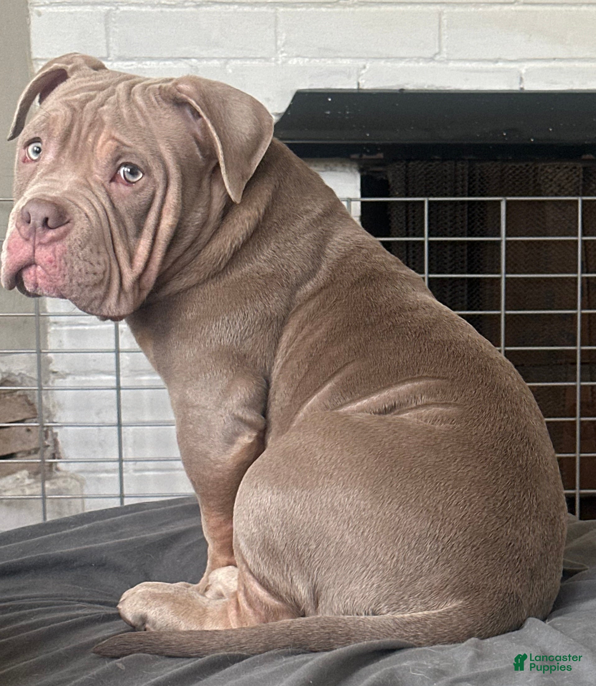 American Bully dogs CHINO - Ad 32