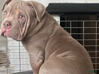 American Bully dogs CHINO - Ad 32