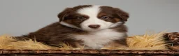 Australian Shepherd dogs for sale: Reese - Ad 3