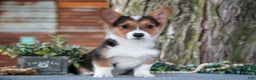Welsh Corgi Pembroke dogs for sale: Tony - Ad 1