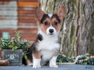 Welsh Corgi Pembroke dogs Tony - Ad 27