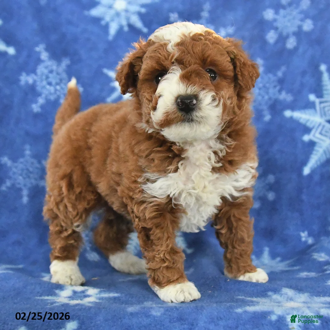 Miniature Poodle dogs for sale: Fable - Ad 2