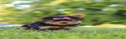Yorkshire Terrier dogs for sale: Lila - Ad 10