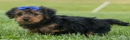 Yorkshire Terrier dogs for sale:  Bruno 🐶 - Ad 11