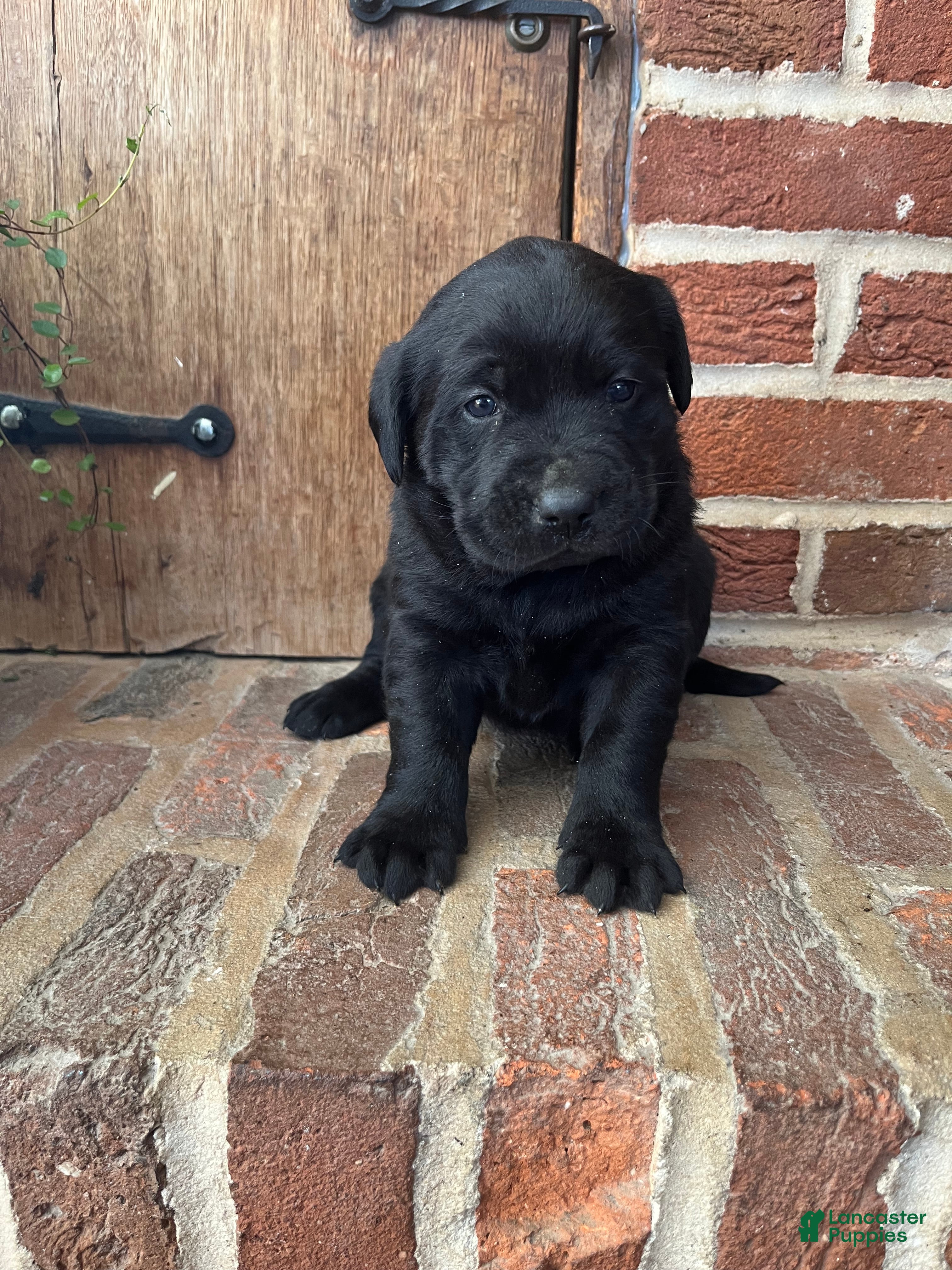 Labrador Retriever dogs Lily  - Ad 22