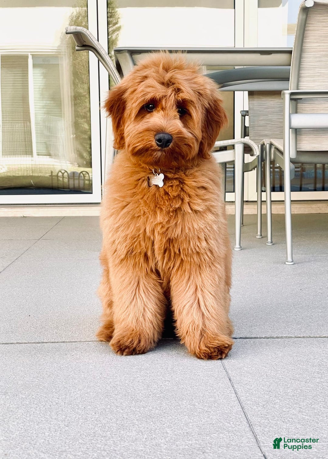 Adorable Cavapoo Puppies Available for Adoption | TikTok, image size:1080x1512