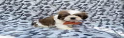 Lhasa Apso dogs for sale: Gannon - Ad 4
