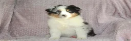 Australian Shepherd dogs for sale: Pixie  - Ad 5