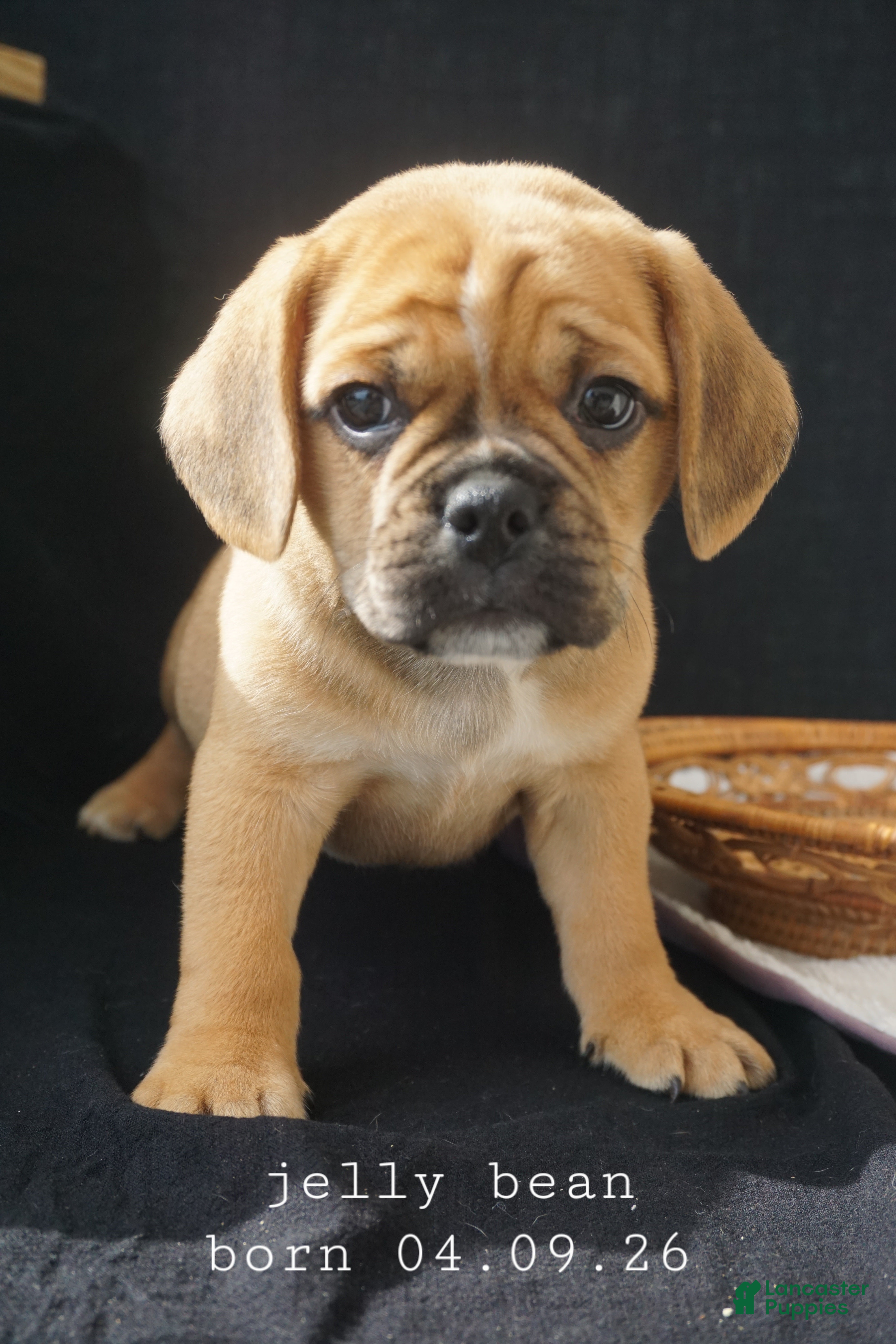 Puggle dogs Jelly Bean - Ad 1
