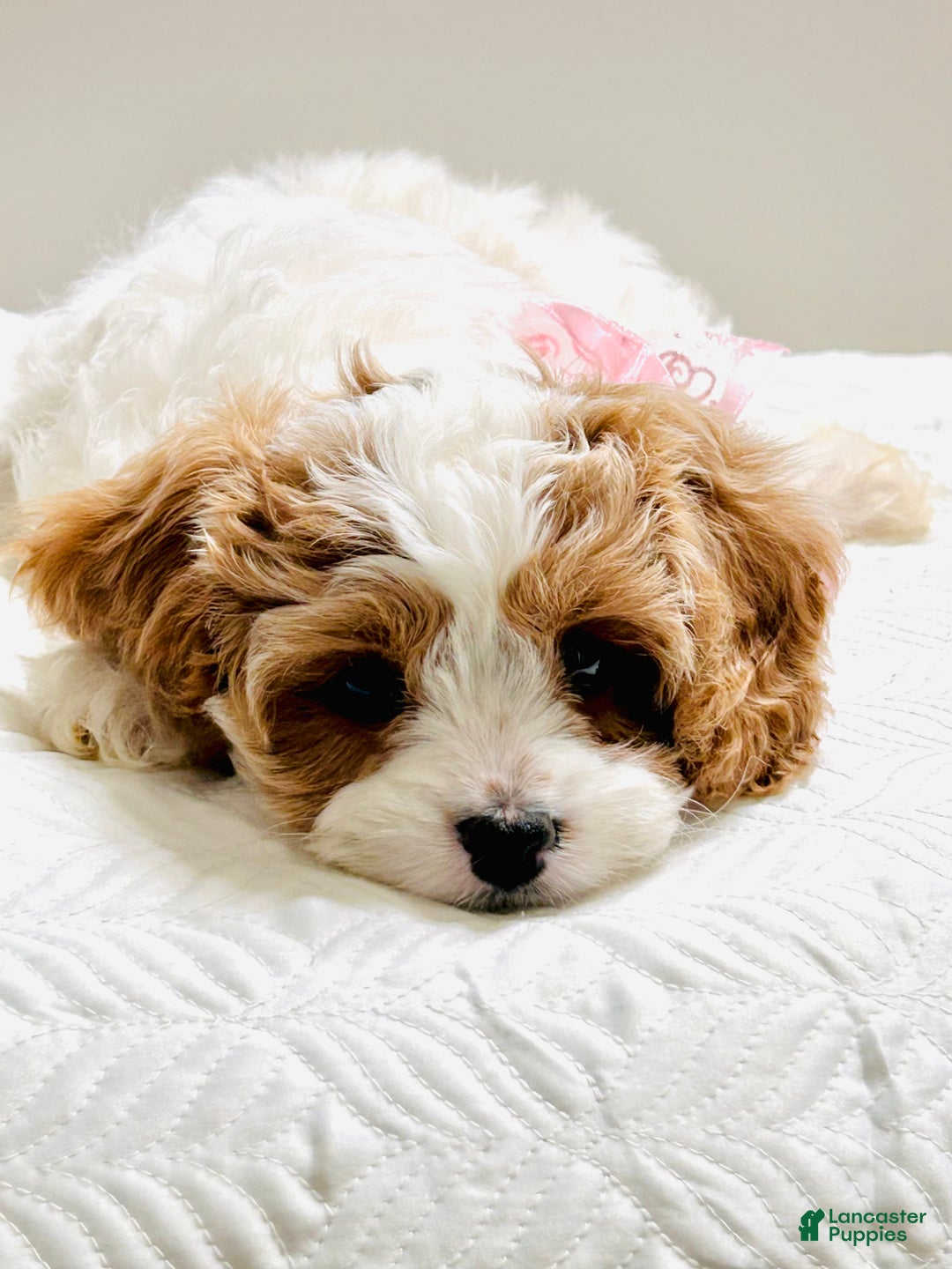 Cavapoo dogs for sale: Piper - Ad 6