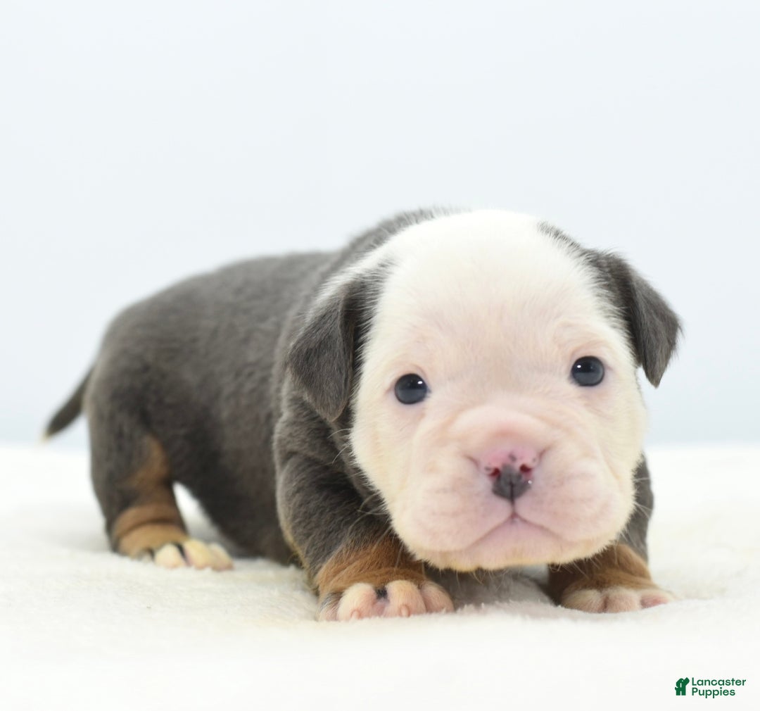 Mixed Breed dogs for sale: Macho blue mini  - Ad 4