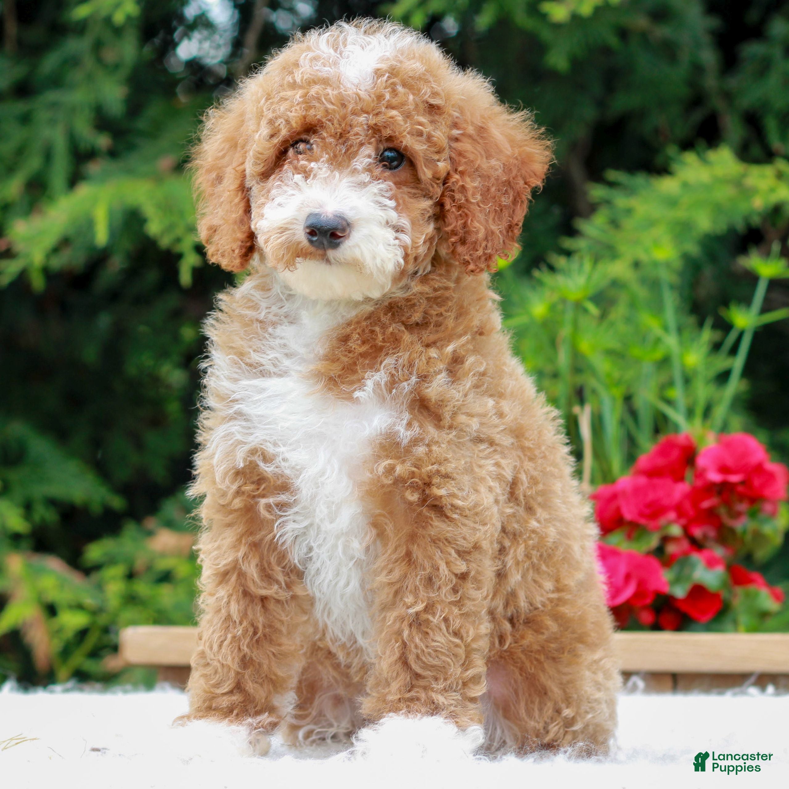 Miniature Poodle dogs Carter  - Ad 1