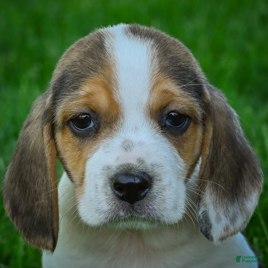 Beagle dogs for sale: Norris - Ad 1
