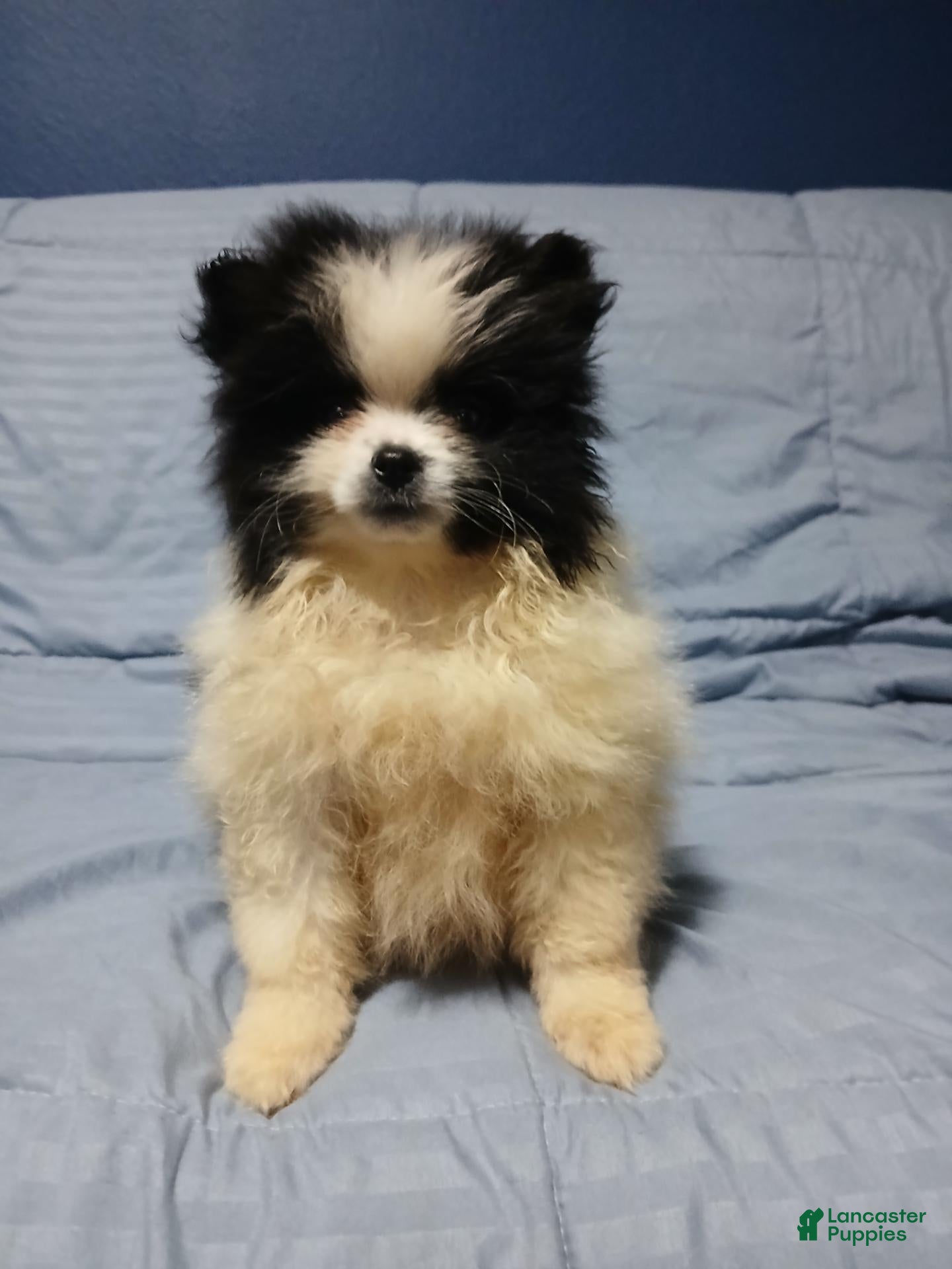 Pomeranian dogs Oreo Cookie - Ad 1