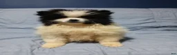 Pomeranian dogs for sale: Oreo Cookie - Ad 1