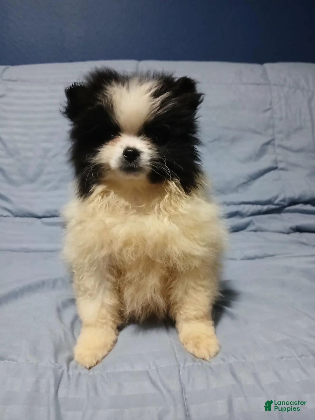 Pomeranian dogs for sale: Oreo Cookie - Ad 1