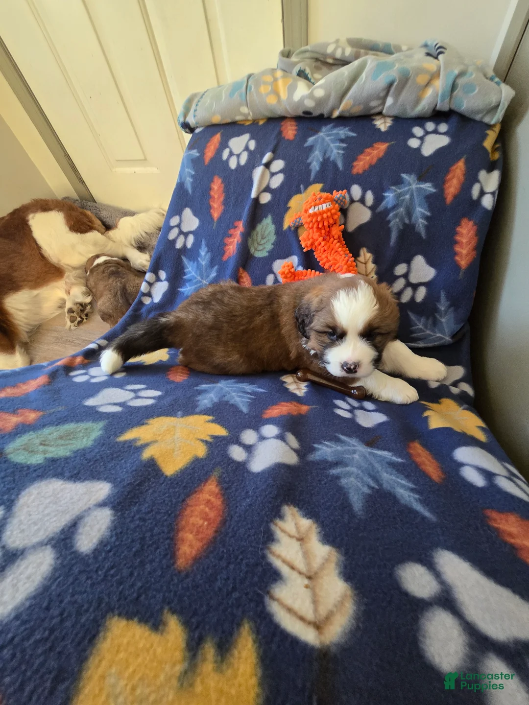 Mixed Breed dogs for sale: Brody - Ad 18