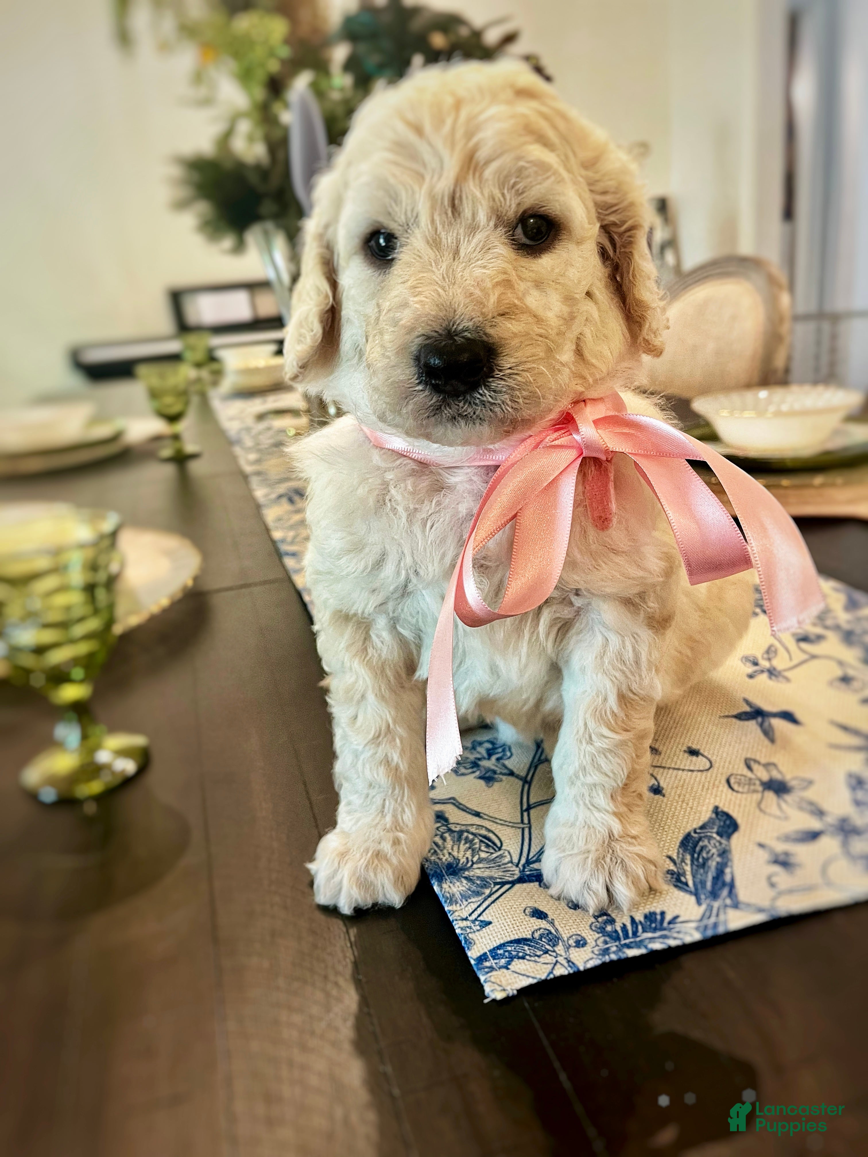 Goldendoodle dogs Goldendoodle Blossom- Pink - Ad 1