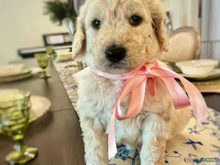 Goldendoodle dogs for sale: Goldendoodle Blossom- Pink - Ad 3