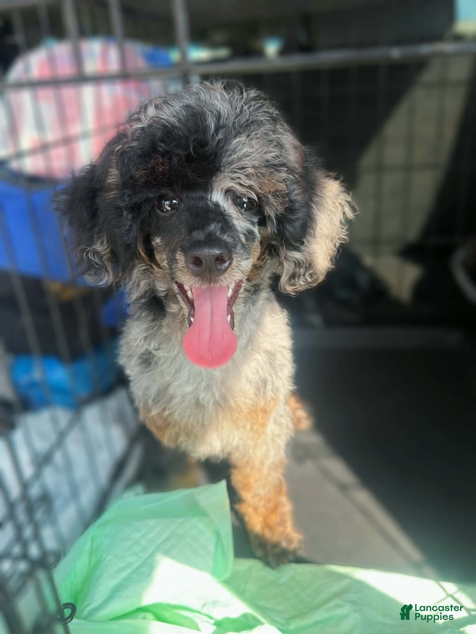 Miniature Poodle dogs AKC Baxter  - Ad 1