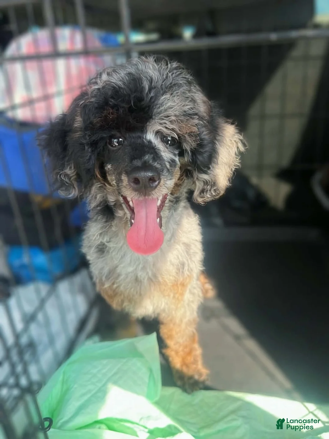 Miniature Poodle dogs for sale: AKC Baxter  - Ad 1