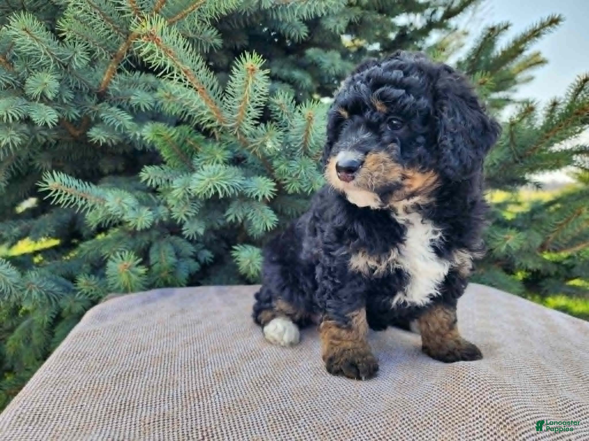 Mini Bernedoodle dogs Karly - Ad 36