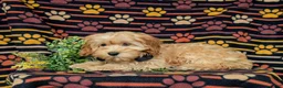 Cockapoo dogs for sale: Bryant 9 lbs Full Grown - Ad 4