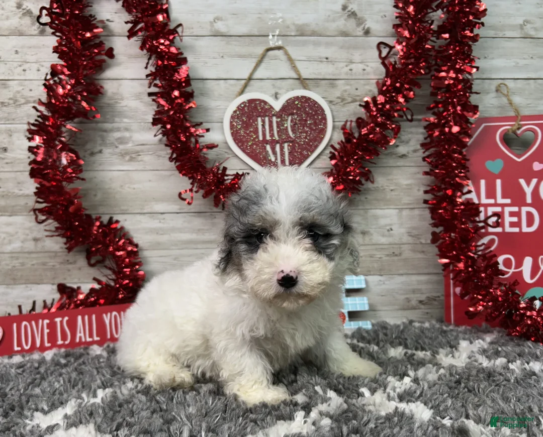 Miniature Poodle dogs for sale: Logan - Ad 2