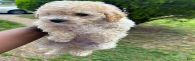 Toy Poodle 2
